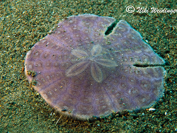 Sculpsitechinus auritus 