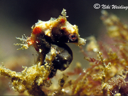 Hippocampus severnsi