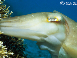  Sepia pharaonis beim ablaichen
