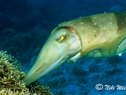  Sepia pharaonis beim ablaichen