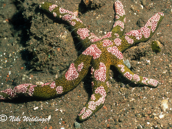Coeloplana astericola