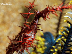 Solenostomus paradoxus
