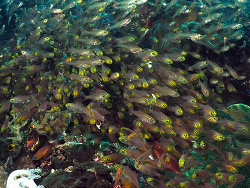 Parapriacanthus ransonneti 