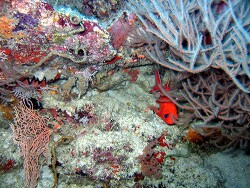 Myripristis vittata - Weißspitzen-Soldatenfisch - White-tipped soldierfish - MLE - Thudufushi - Himandoo Thila; copyrightz by Aitsch-Pi