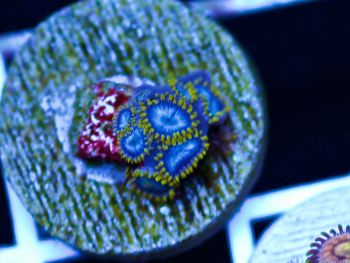 Generic placeholder thumbnail