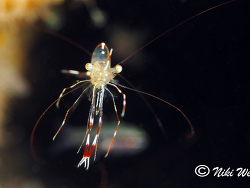 Urocaridella antonbruunii