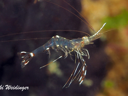 Urocaridella antonbruunii