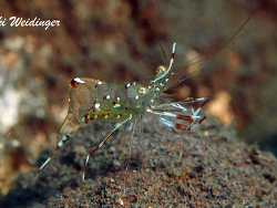 Urocaridella antonbruunii