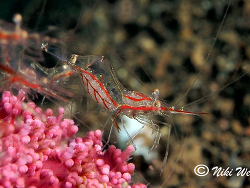 Manipontonia psamathe