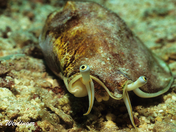 Labiostrombus epidromis