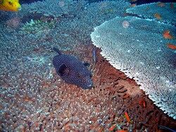 Arothron meleagris - Sternen-Kugelfisch - Starry pufferfish -  MLE - Thudufushi - Panettone Kandu - Schwarz Männchen, Weibchen gelb mit gelbschwarzer Rückenflosse und weißen Punkten, Verwechslung leic