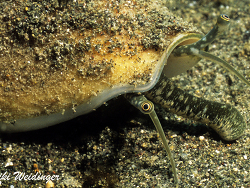 Labiostrombus epidromis