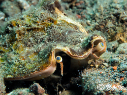 Labiostrombus epidromis