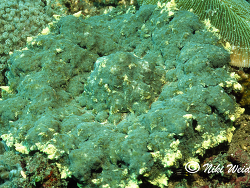 Phyllodiscus semoni