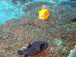 Arothron meleagris - Sternen-Kugelfisch - Starry pufferfish -  MLE - Thudufushi - Panettone Kandu - Schwarz Männchen, Weibchen gelb mit gelbschwarzer Rückenflosse und weißen Punkten, Verwechslung leic