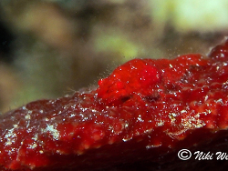 Gelastocaris paronae