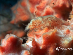 Gelastocaris paronae