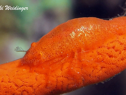 Gelastocaris paronae