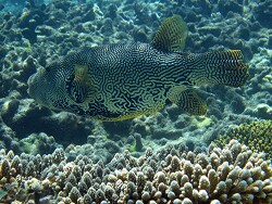 Arothron reticularis - Vernetzter-Kugelfisch - Reticulated pufferfish - MLE - Thudufushi - Hausriff 