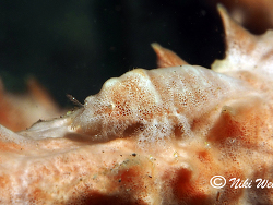 Gelastocaris paronae