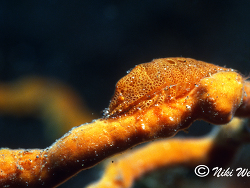 Gelastocaris paronae