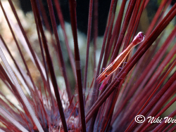 Stegopontonia commensalis