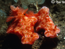 Ceratosoma trilobatum