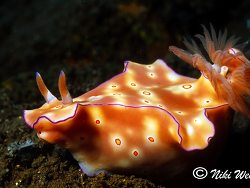 Ceratosoma trilobatum