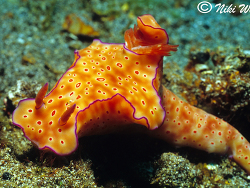 Ceratosoma trilobatum