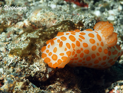 Gymnodoris rubropapulosa