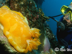 Hexabranchus sanguineus