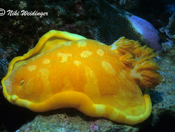 Hexabranchus sanguineus