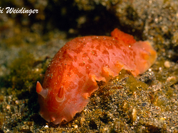 Hexabranchus sanguineus