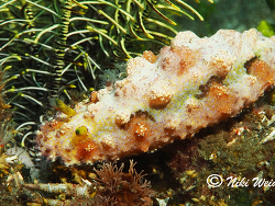 Phyllidiopsis cardinalis