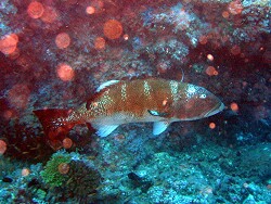 Plectropomus laevis - Sattel-Forellenbarsch - Blacksaddle coralgrouper - MLE - Thudufushi - Hausriff ; copyright by Aitsch Pi