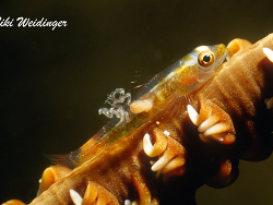 Cardiodectes bertrandi