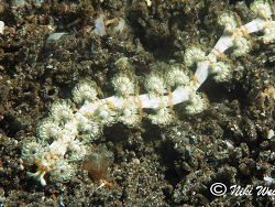 Pteraeolidia semperi 