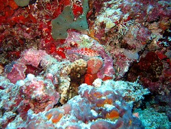 Cirrhitichthys oxycephalus - Korallenwächter - Malediven - Thudufushi - Emboodhoo Thila 