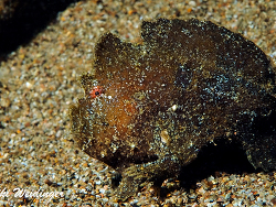 Antennarius randalli