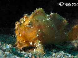 Antennarius  randalli