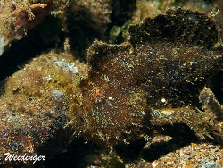 Antennarius  randalli