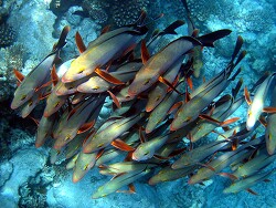 Lutjanus gibbus - Buckel-Schnapper - Malediven - Thudufushi - Hausriff