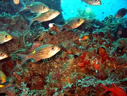 Gnathodentex aurolineatus - Leuchtfleck-/Gestreifter Großaugen-Straßenkehrer - Malediven - Thudufushi - Himandoo Thila