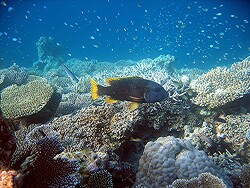 Lethrinus erythracanthus - Gelbflossen-Straßenkehrer - Yellowfin  Emperor - MLE - Thudufushi; copyright by Aitsch-Pi