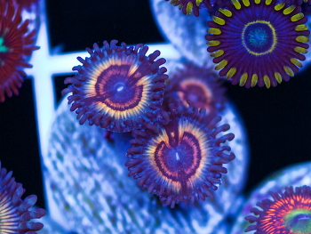 Generic placeholder thumbnail