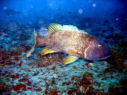 Lethrinus erythracanthus - Gelbflossen-Straßenkehrer - Yellowfin  Emperor - MLE - Thudufushi; copyright by Aitsch-Pi