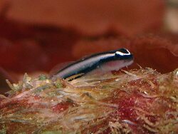 Elacatinus oceanops thumbnail