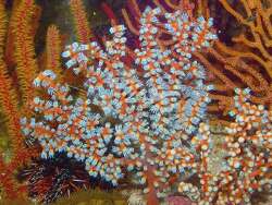 Acalycigorgia species - Foto (c) by Joachim Großkopf