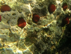 A. equina im Mittelmeer