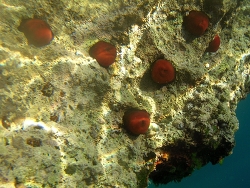 A. equina im Mittelmeer